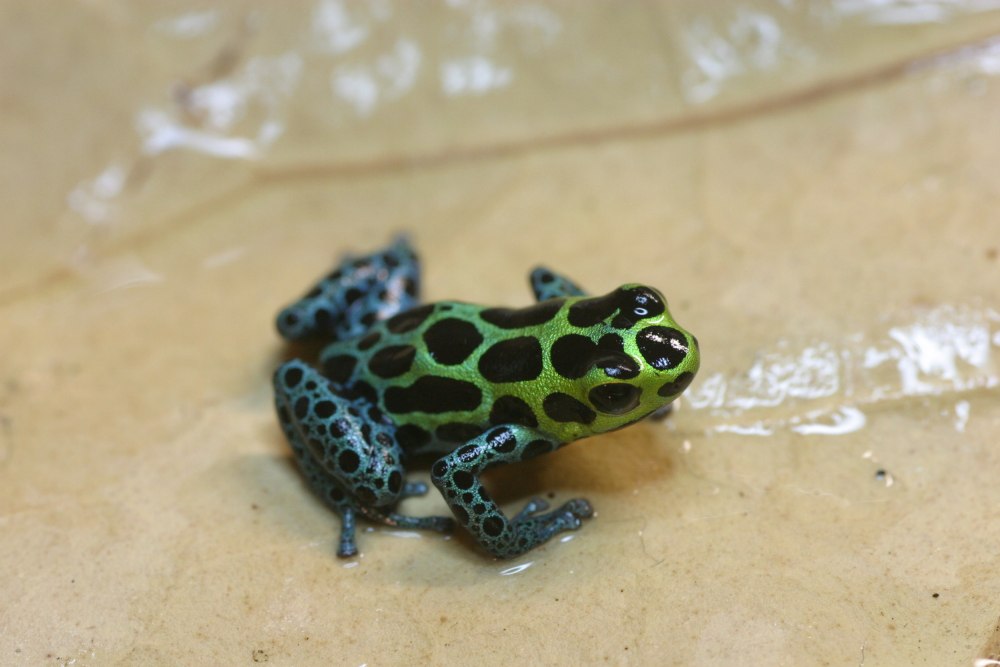 Ranitomeya лягушки