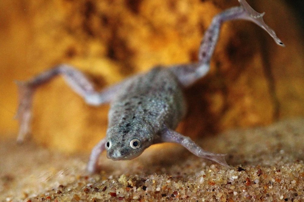 Африканская шпорцевая лягушка Xenopus laevis