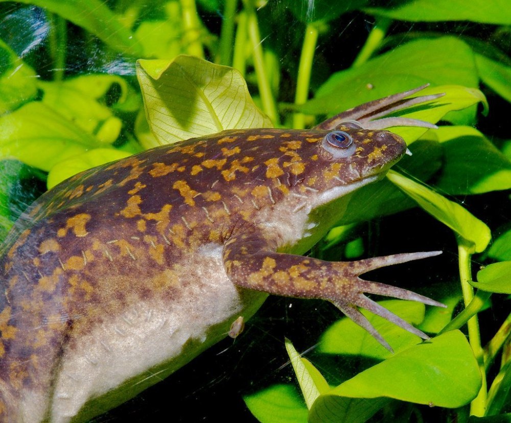 Лягушка Xenopus laevis