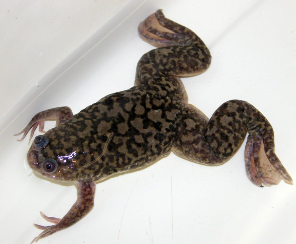 Лягушка шпорцевая - Xenopus laevis