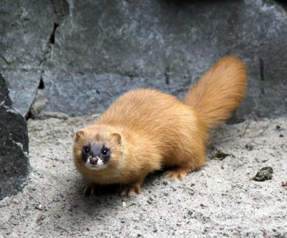 Сибирский колонок Mustela sibirica