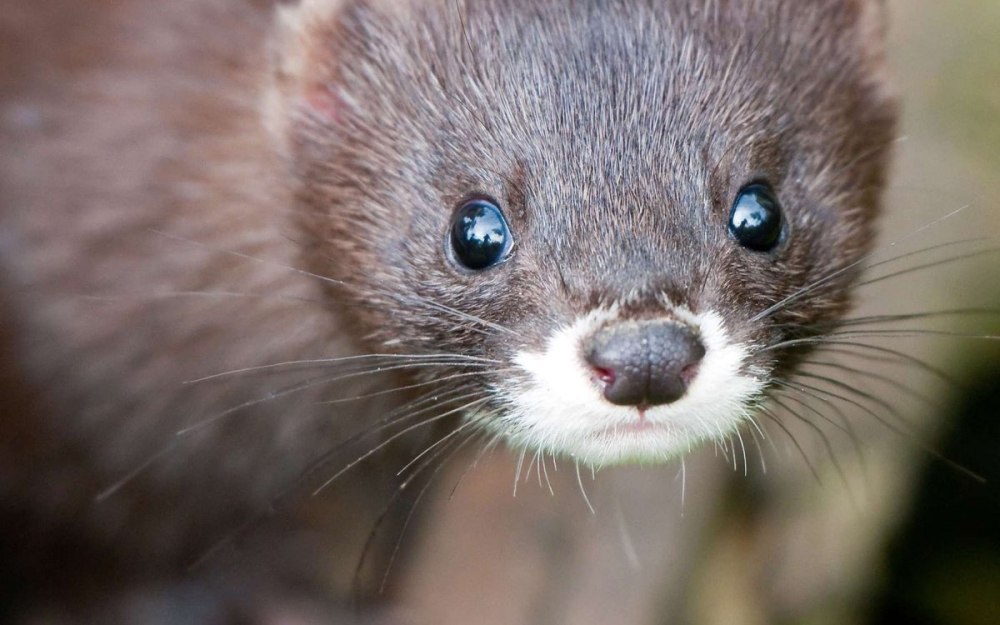 Mustela lutreola норка