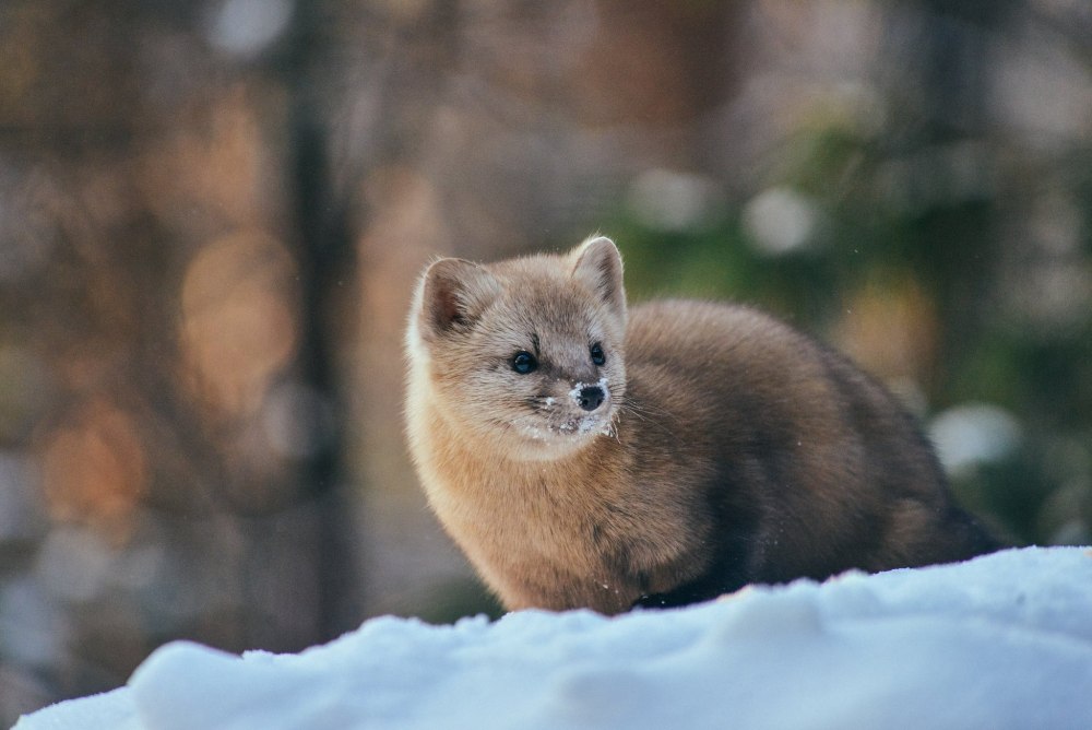 Соболь норка куница