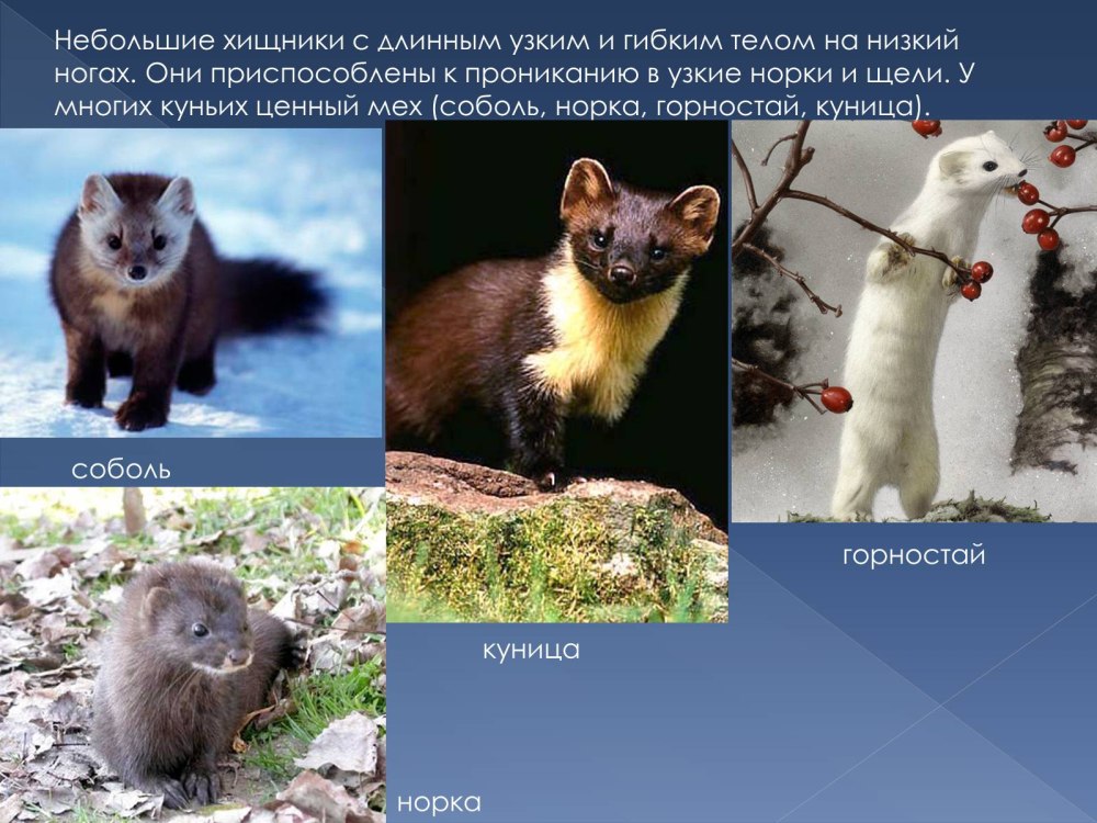 Соболь норка куница