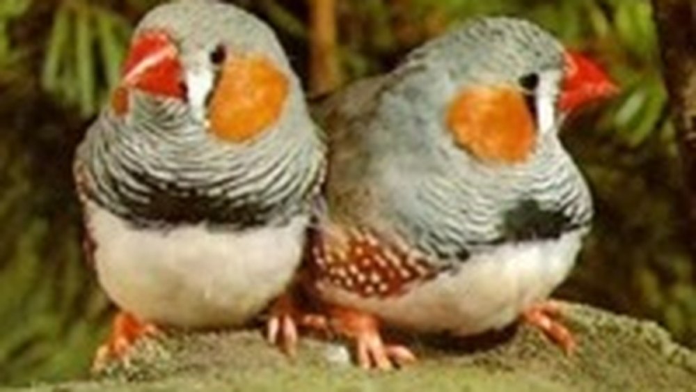 Амадины самка и самец отличия зебровых