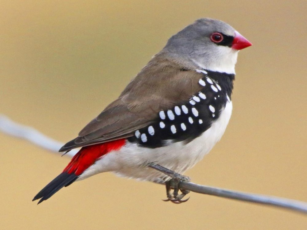Diamond Firetail