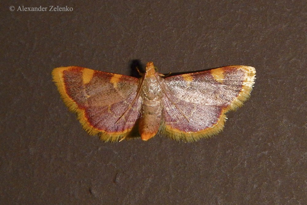Hypsopygia costalis