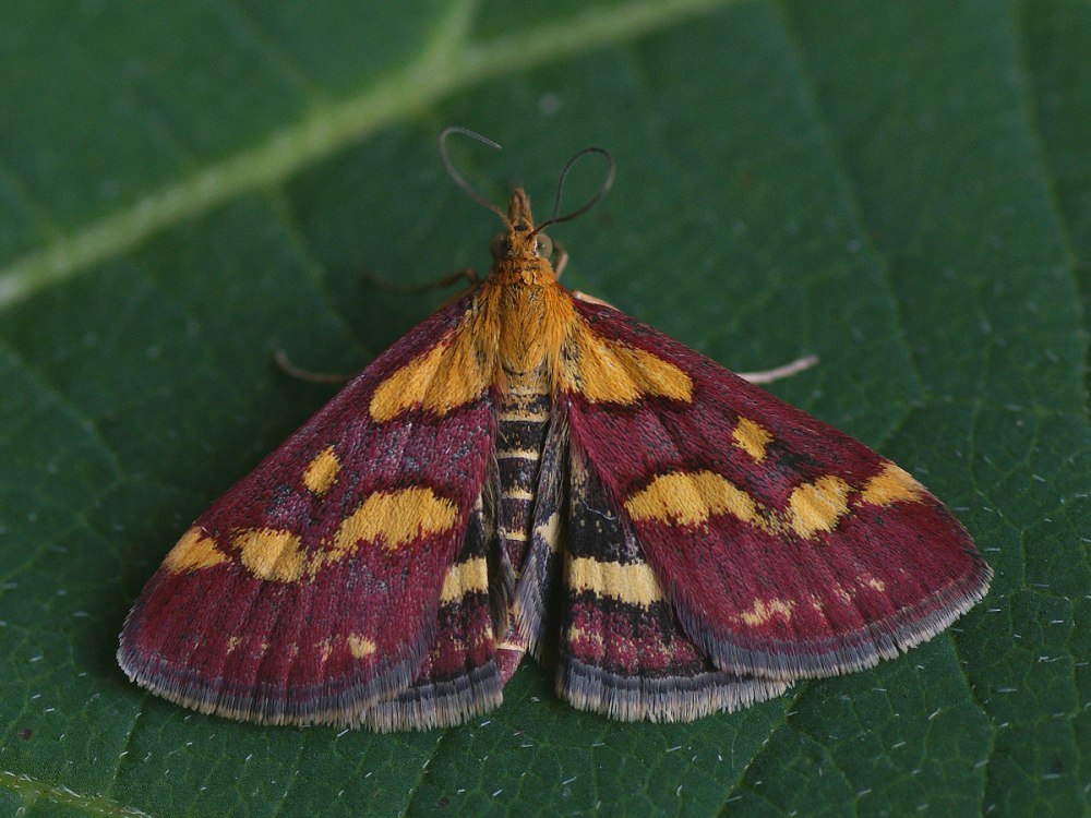 Pyrausta purpuralis