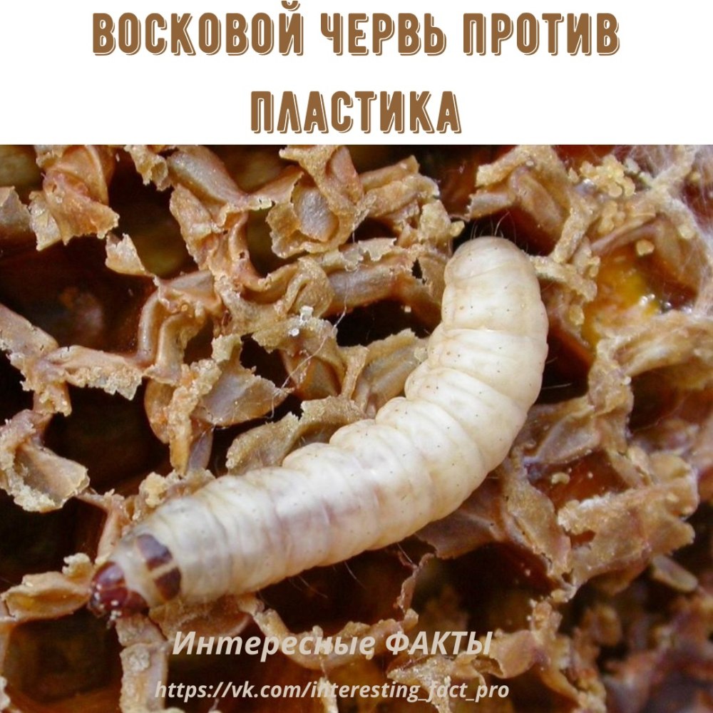 Восковая огневка Galleria mellonella