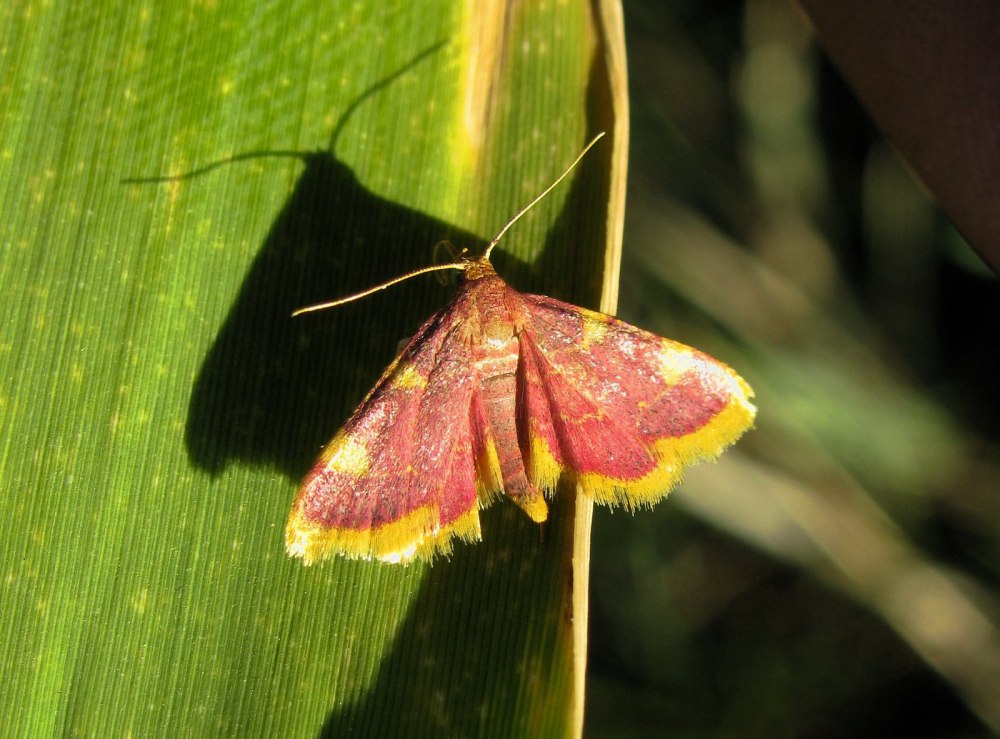 Hypsopygia costalis