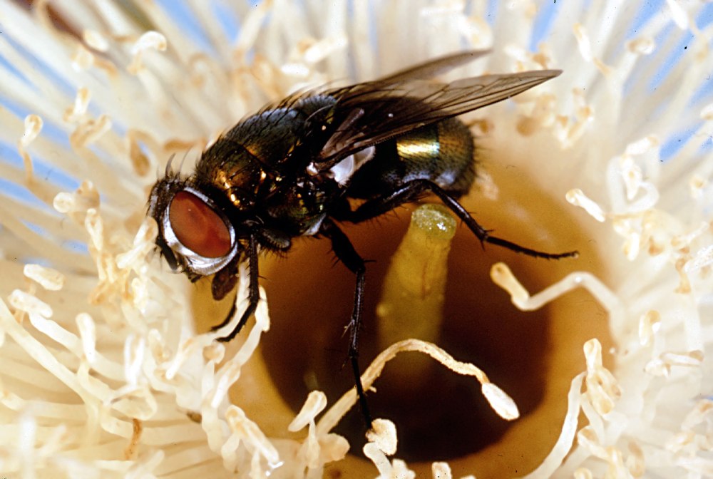 Lucilia cuprina