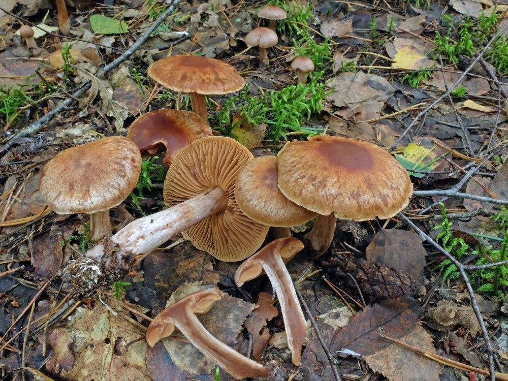 Cortinarius balaustinus