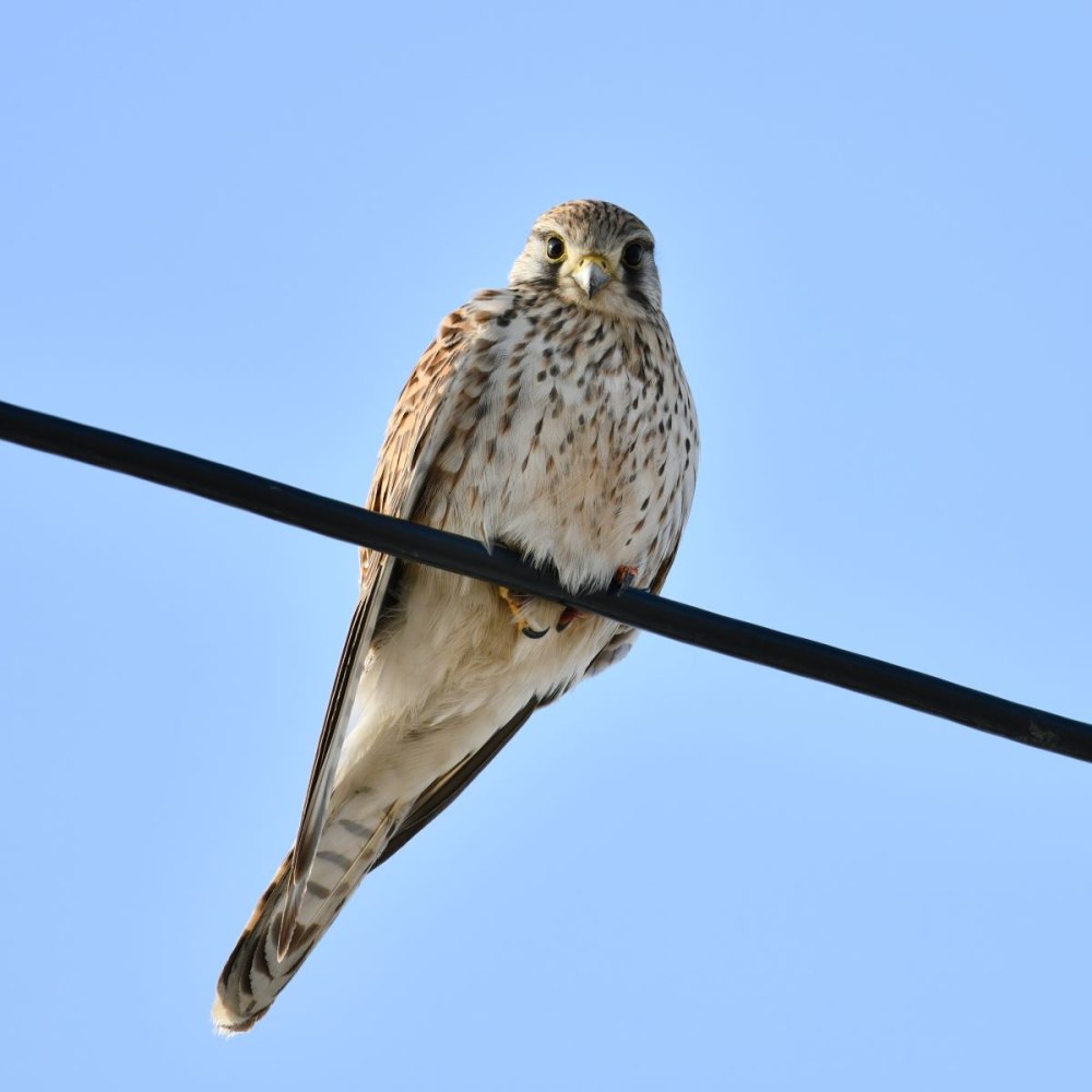 Cerchneis tinnunculus Bird без лицензии Россия