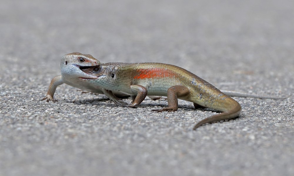 Мабуя ящерица