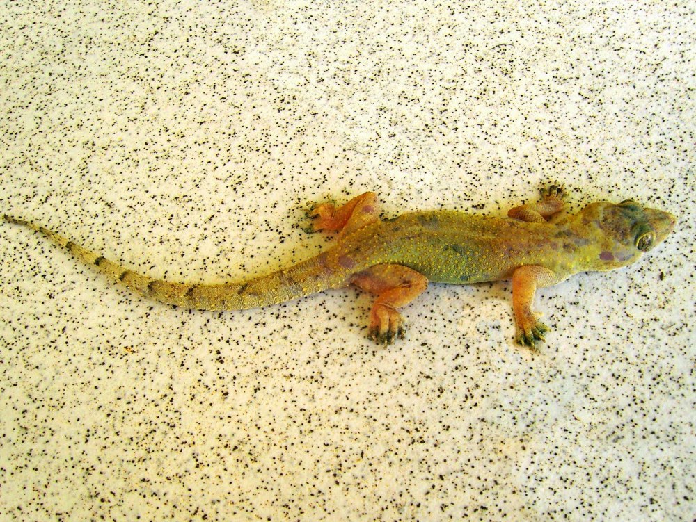 Hemidactylus triedrus содержание