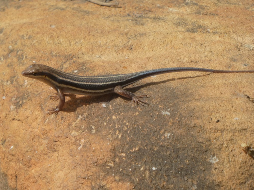 Trachylepis quinquetaeniata
