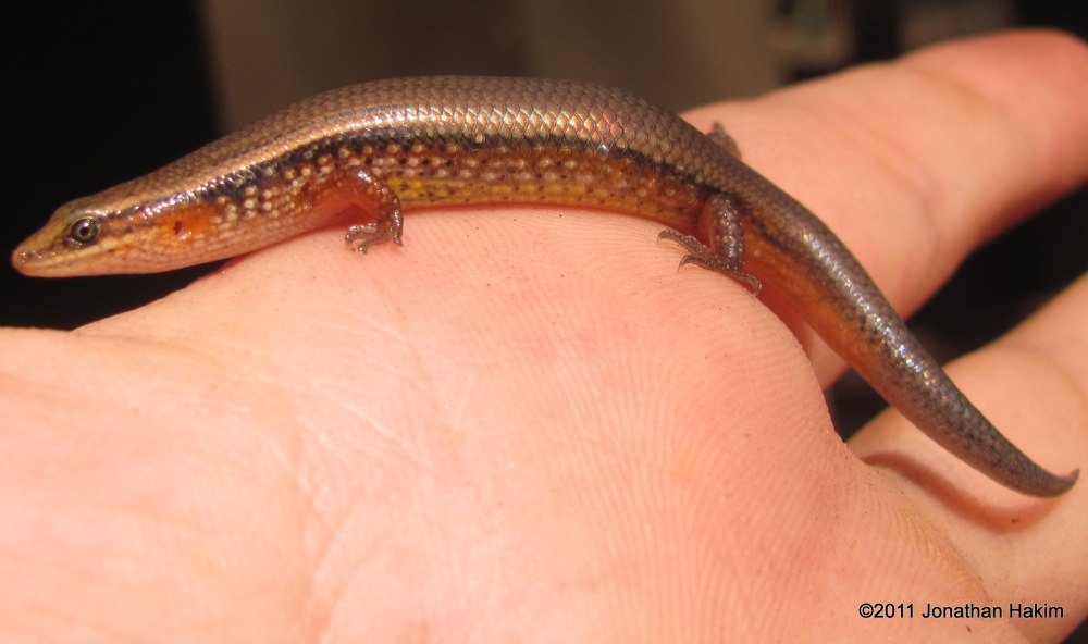 Мабуя Краснобокая