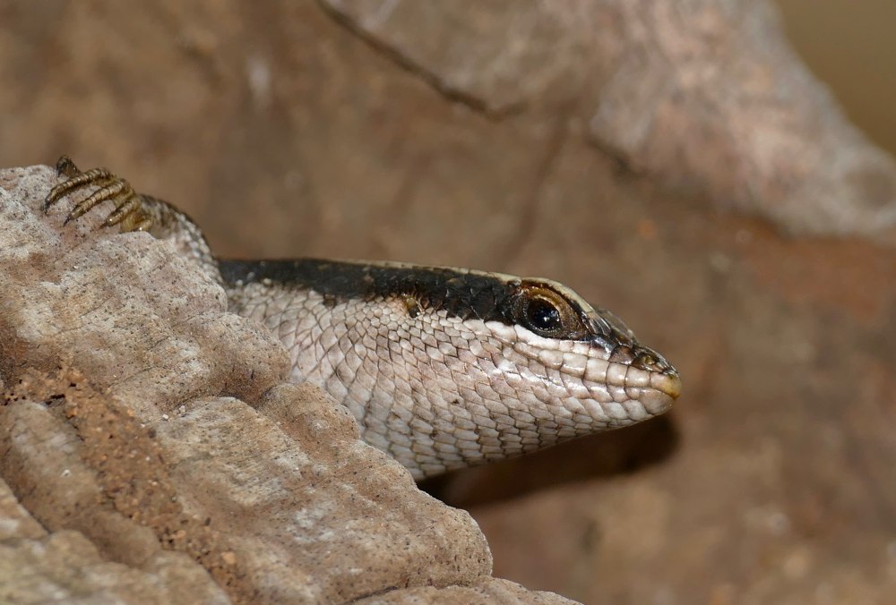 Psammophis schokari
