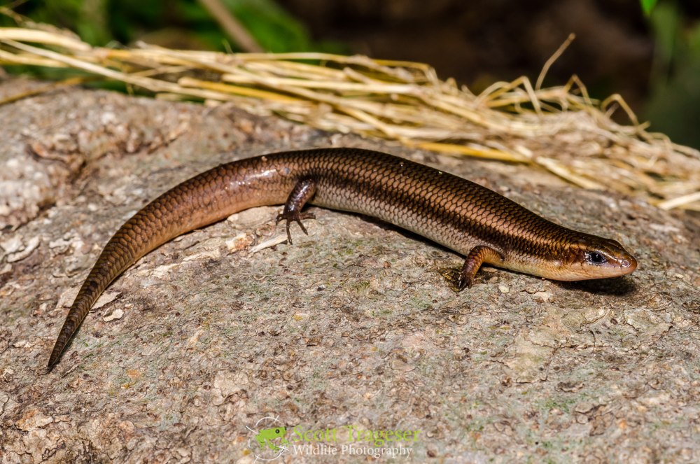 Мабуя многополосая