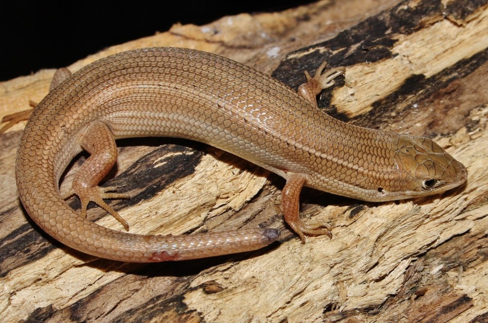 Мабуя голубохвостая