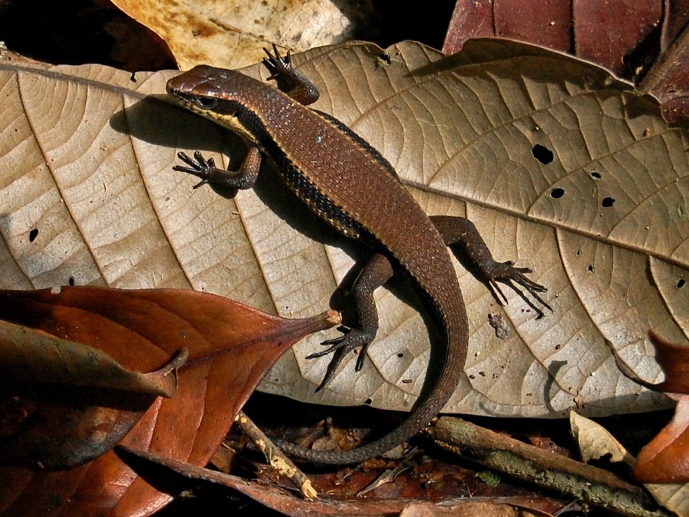 Золотистая мабуя Африка