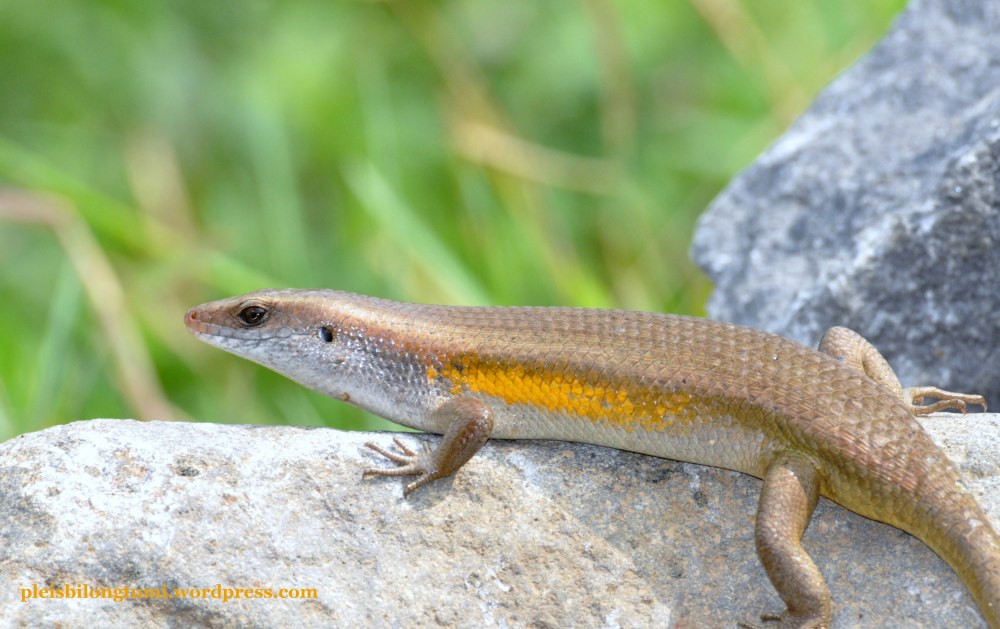 Полосатая мабуя