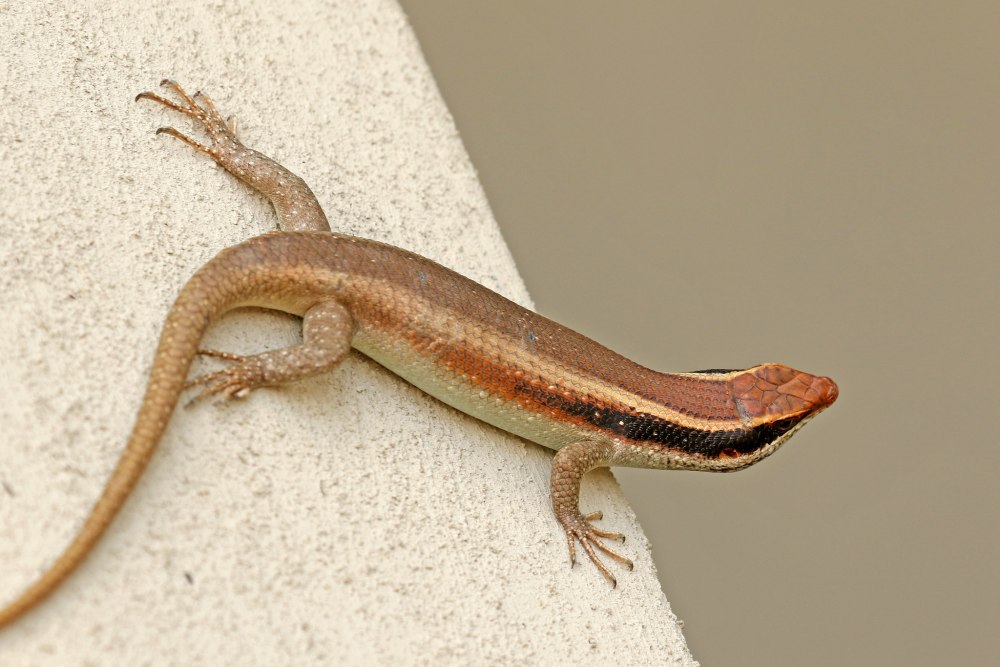 Полосатая мабуя