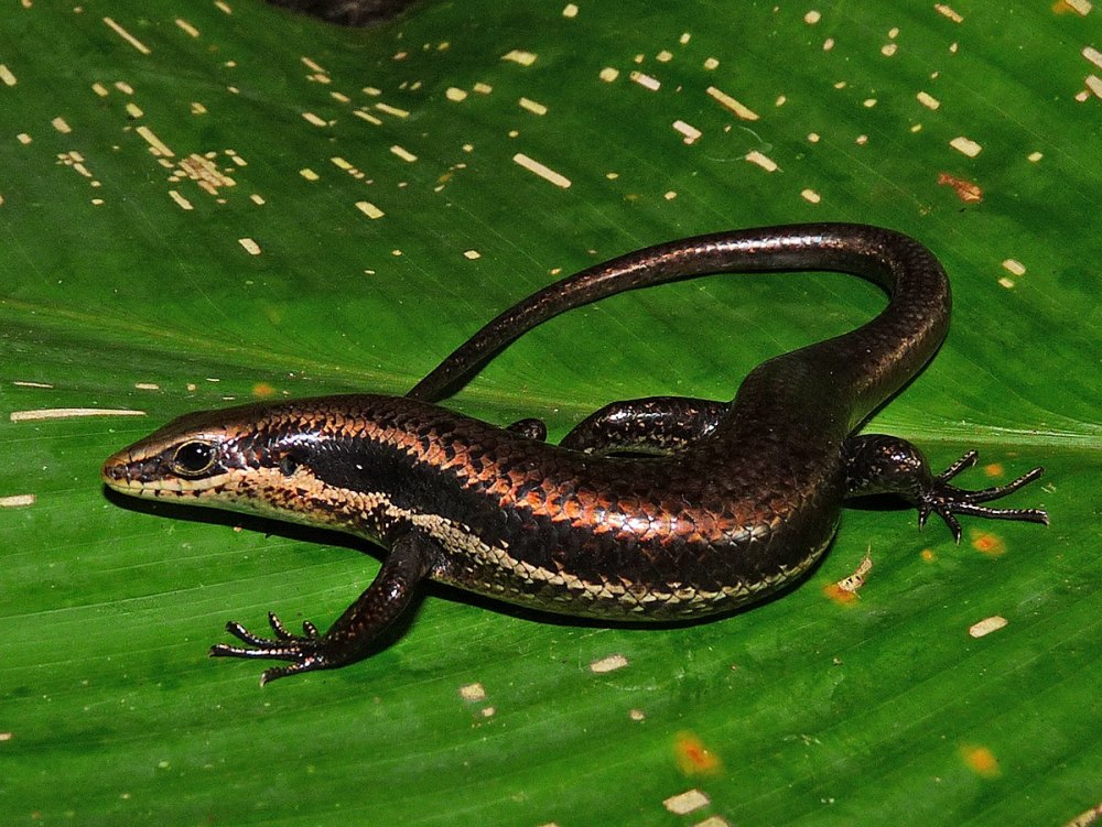 Сцинк мабуя