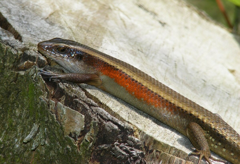 Мабуя многополосая