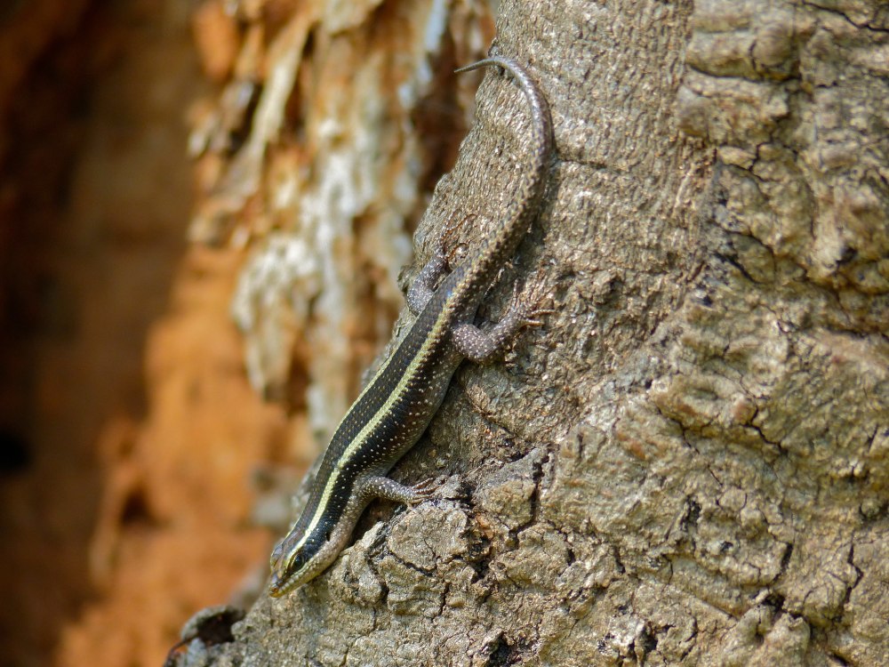 Мабуя голубохвостая