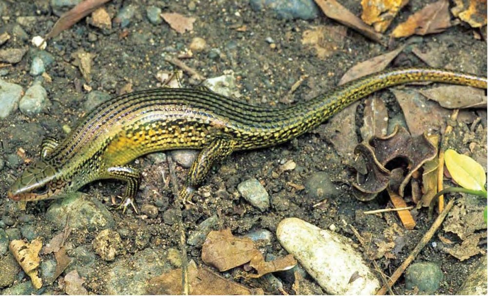 Eutropis multifasciata