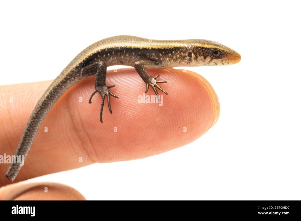 Восточно-индийский коричневый мабуя,