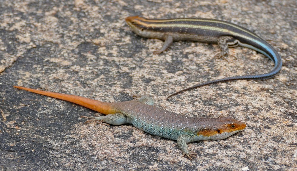 Trachylepis quinquetaeniata