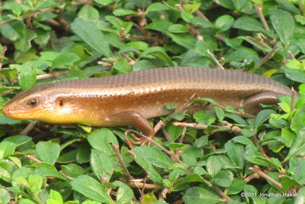 Eutropis multifasciata