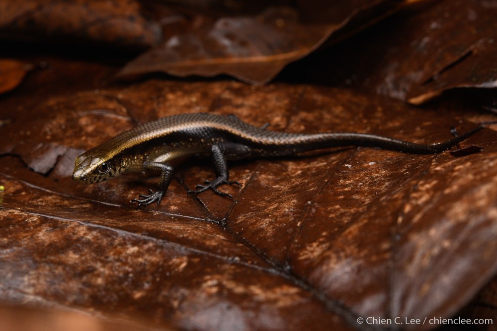 Мабуя Краснобокая