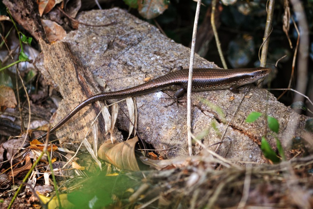 Mabuya macularia