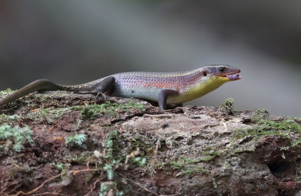 Сцинк мабуя