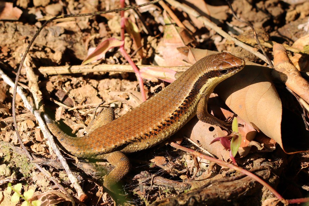 Мабуя многополосая