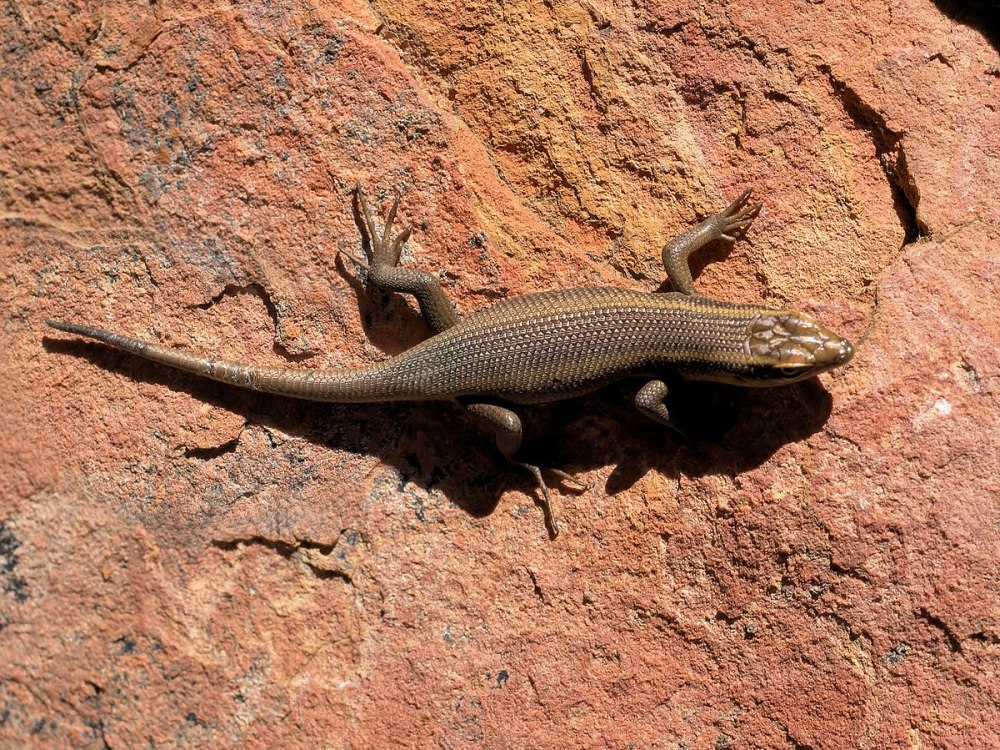 Полосатая мабуя