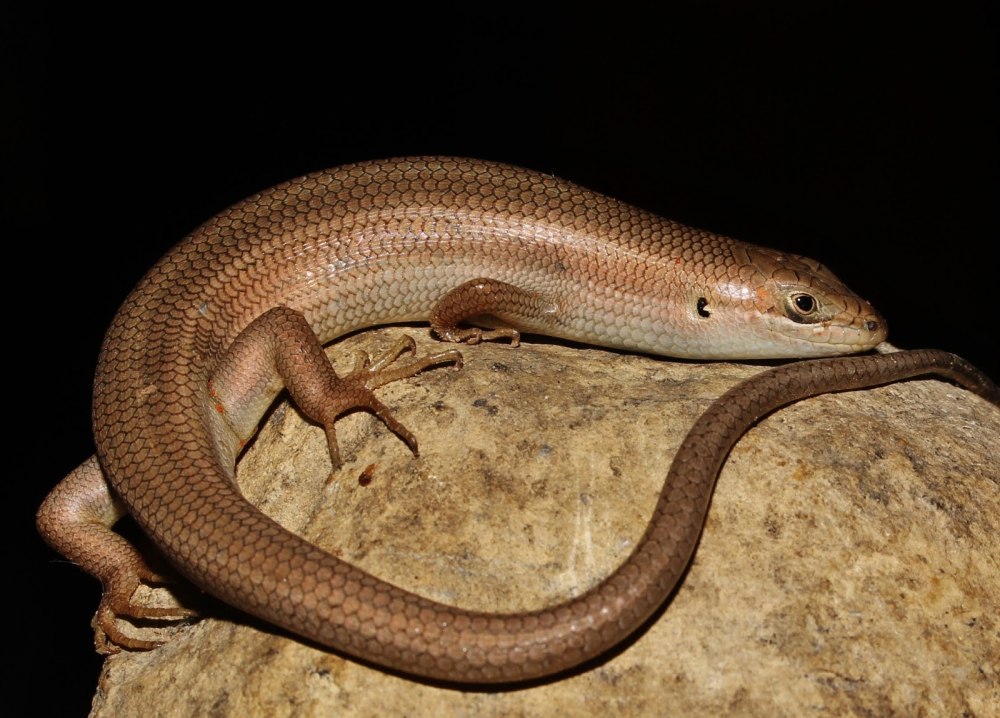 Мабуя Бетгера