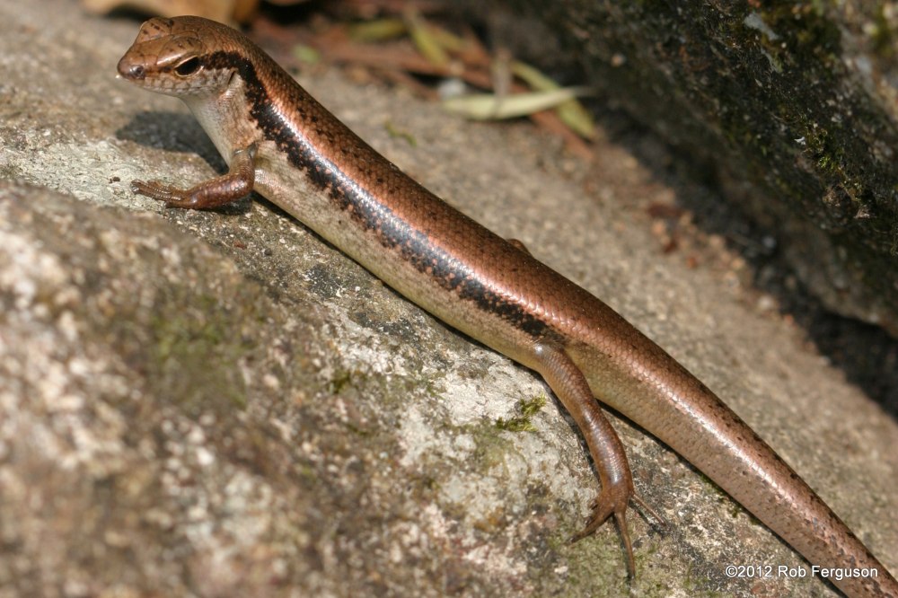 Африканские мабуи