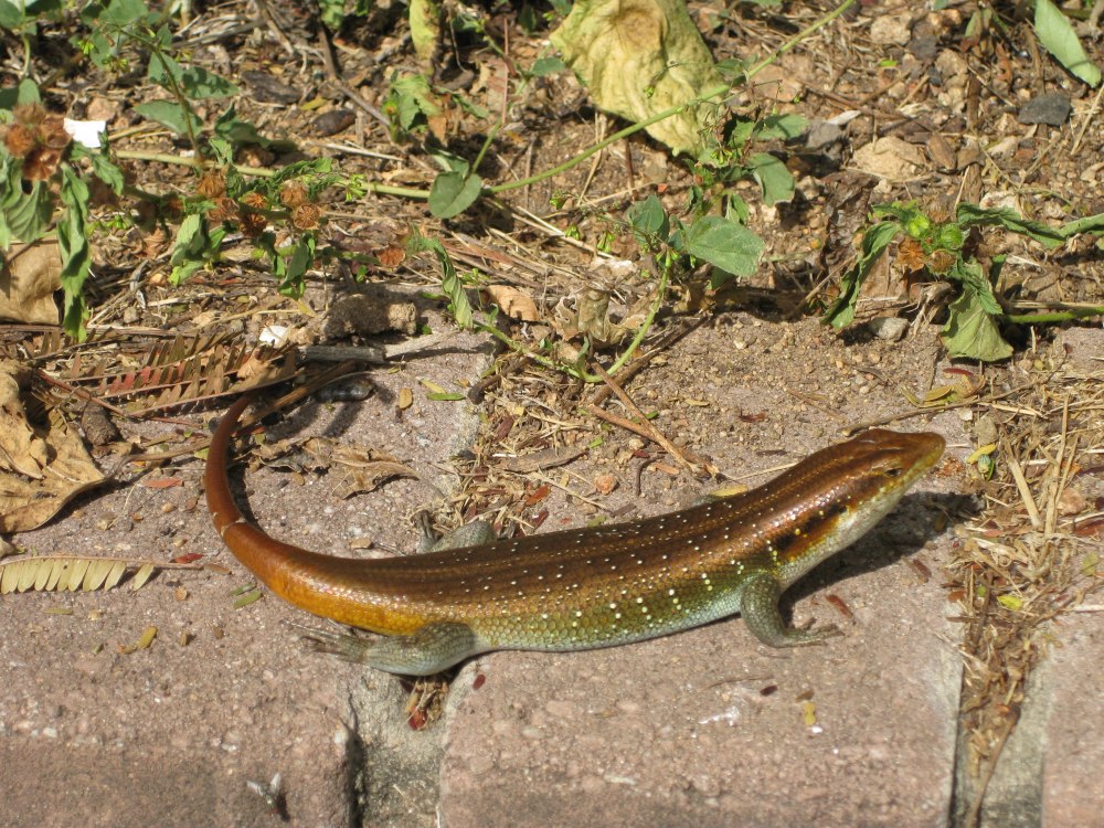Trachylepis margaritifera