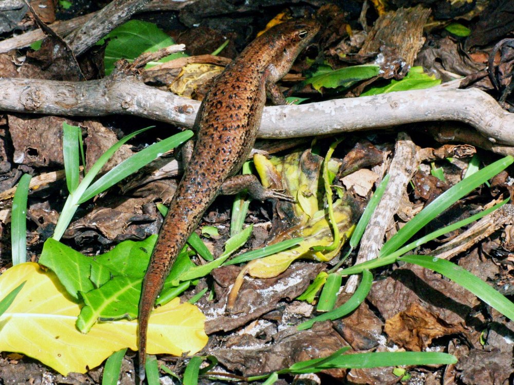 Сцинк Петерса