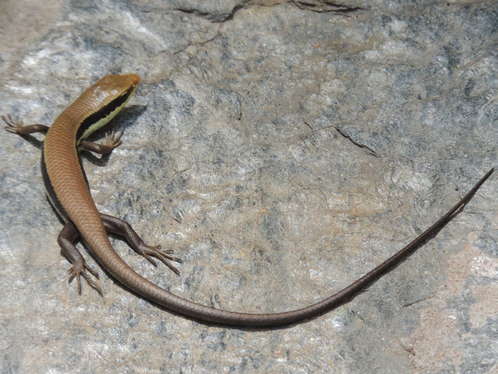 Африканские мабуи