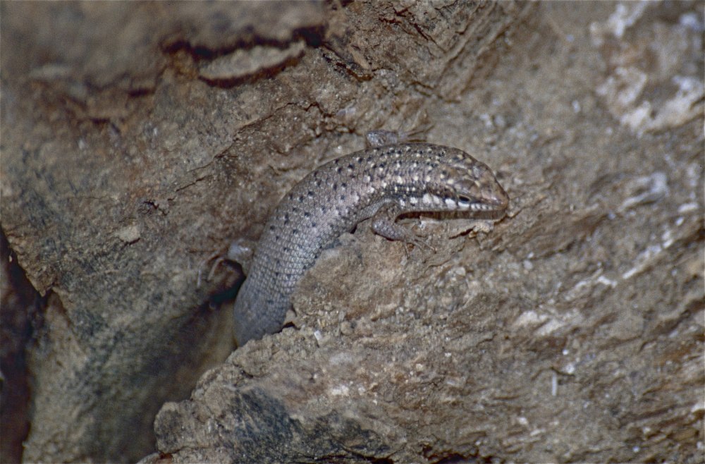 Золотистая мабуя на зимовке