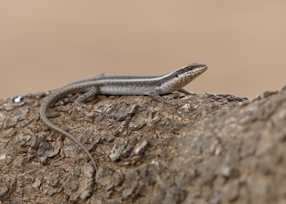 Мабуя голубохвостая