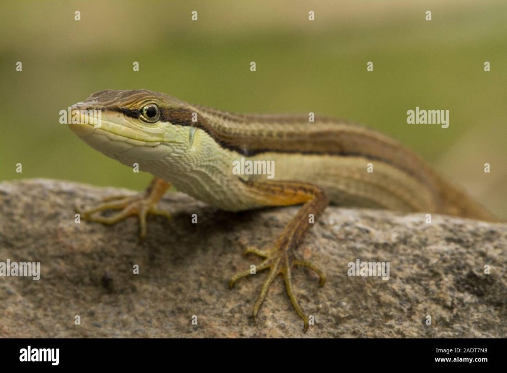 Азиатская травяная ящерица купить