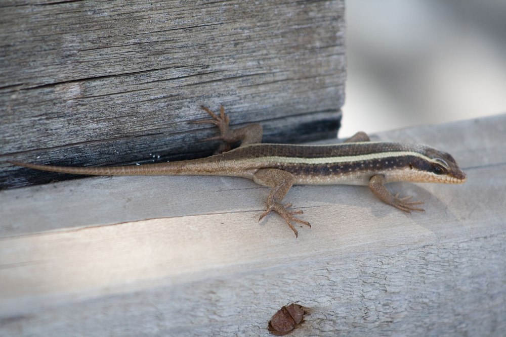 Полосатая мабуя