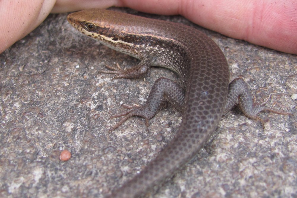 Рептилия мабуя Краснобокая