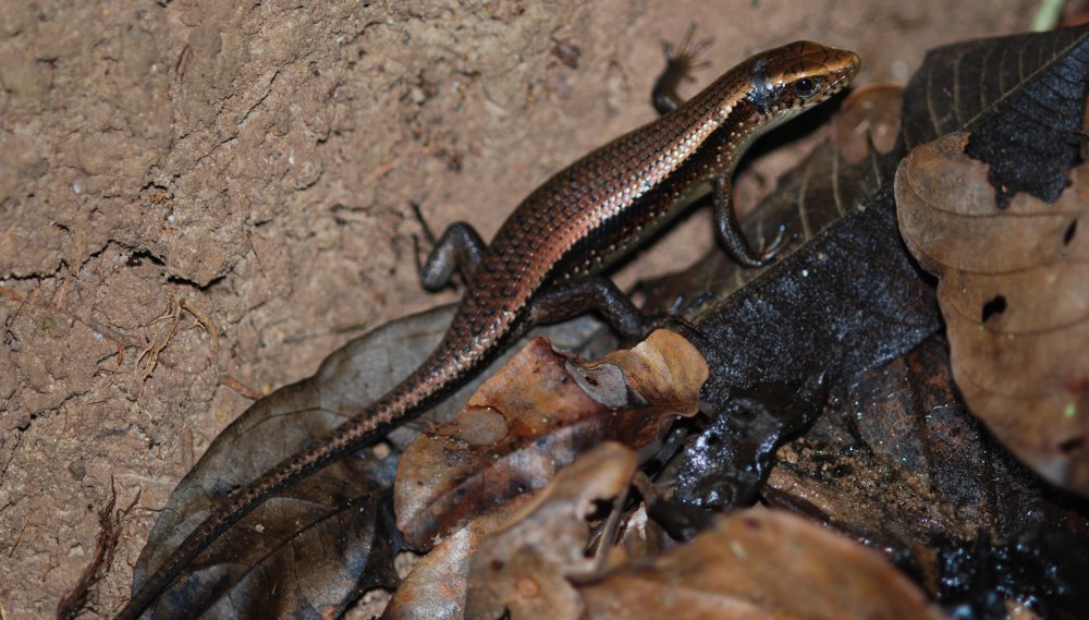 Eutropis multifasciata